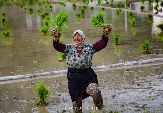イランの田植え　イラン女性　田植えするイラン女性