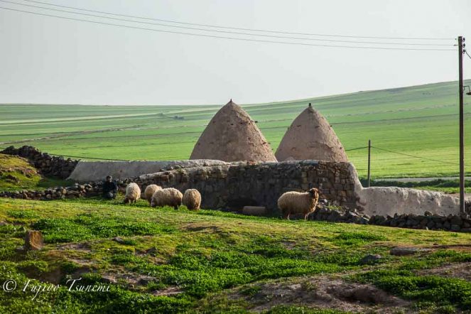 シリアの農村