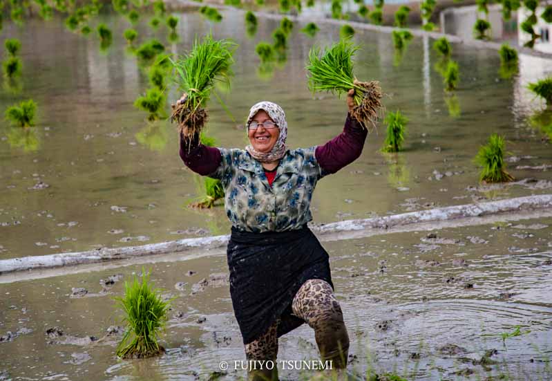 イランの田植え　イラン女性