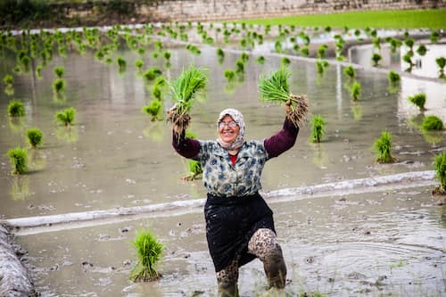 イランの田植え　イラン女性　田植えするイラン女性