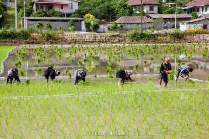 イランの田植え