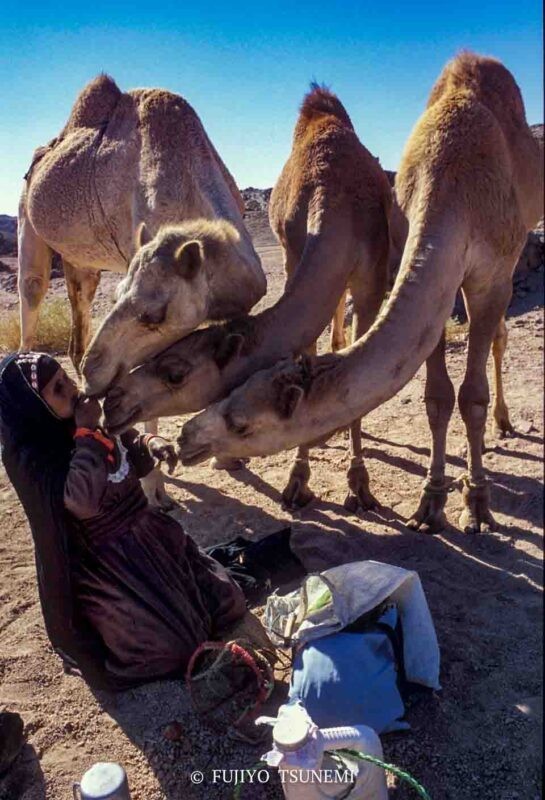 砂漠の遊牧民　desert nomad ラクダ　