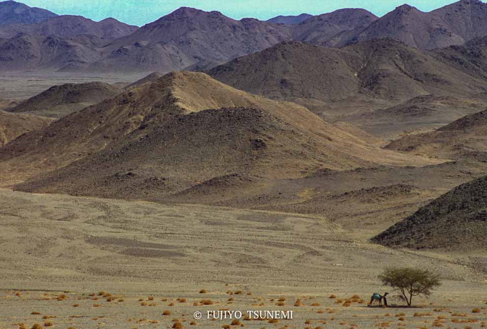 砂漠の遊牧民　desert nomad 　