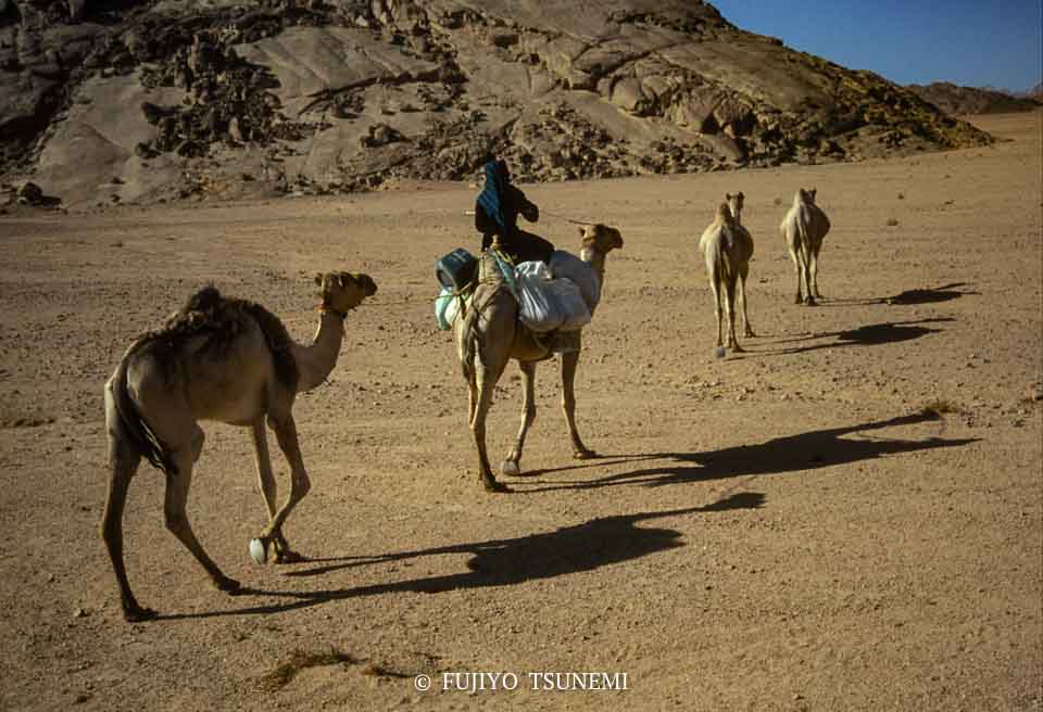 砂漠の遊牧民　desert nomad 　ラクダ