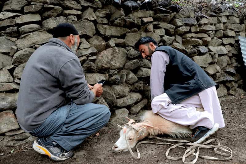 Eid-al-adha Turtuk village India トゥルトゥク村のイード・アドハ