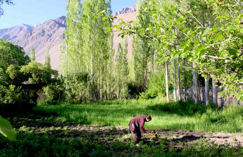 ラダックのアルチ村のホームステイ　Ladakh Alchi