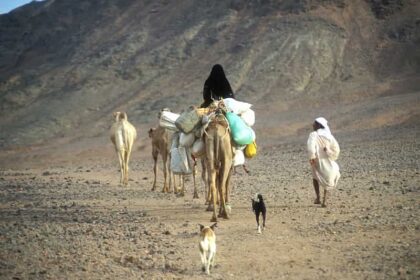 エジプトの砂漠の遊牧民と犬