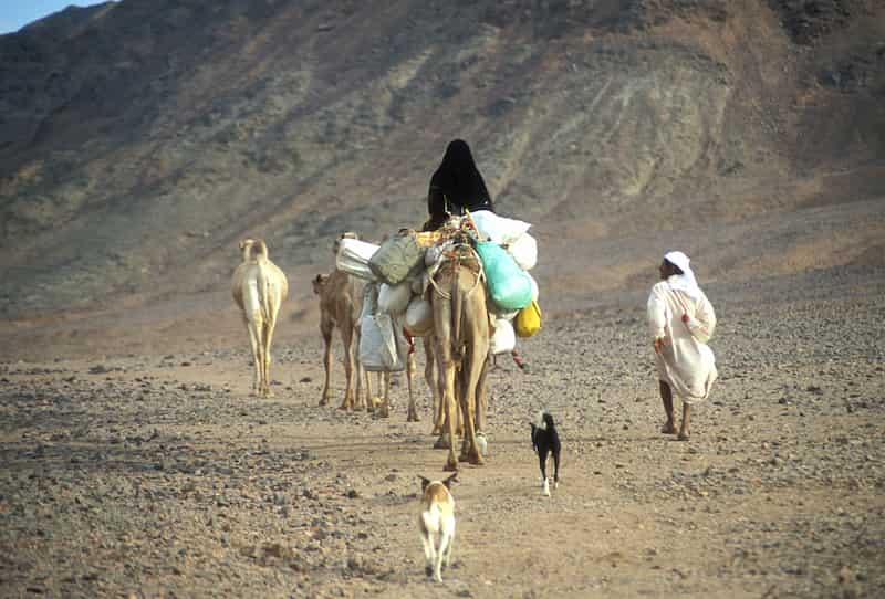 エジプトの砂漠の遊牧民と犬