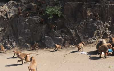 サウジアラビアのファイファ山　Saudi Arabia faifa mountain