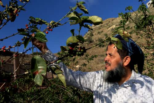 saudi-arabia-cofee-farm　サウジアラビアのコーヒー農園