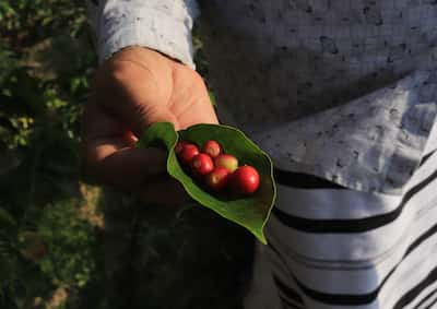 saudi-arabia-cofee-farm　サウジアラビアのコーヒー農園