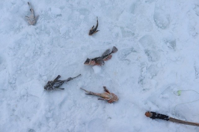 カナダ北極圏Tuktoyaktuk トゥクトヤクトゥク