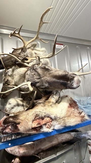 カナダ北極圏Tuktoyaktuk トゥクトヤクトゥクのカリブー