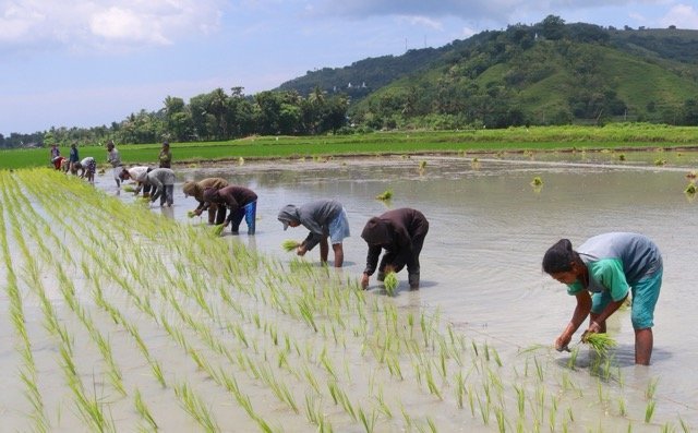 インドネシア・スンバ島の田植え。