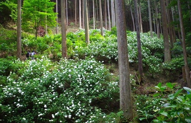 南沢あじさい山